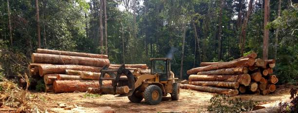 How Our Tree Care Process Works  in  Ferrum, VA