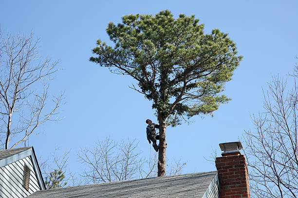 Trusted Ferrum, VA Tree Care Experts